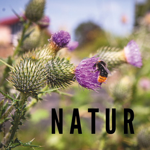 Hier gelangen Sie zu allen Büchern rund um Natur und Garten.