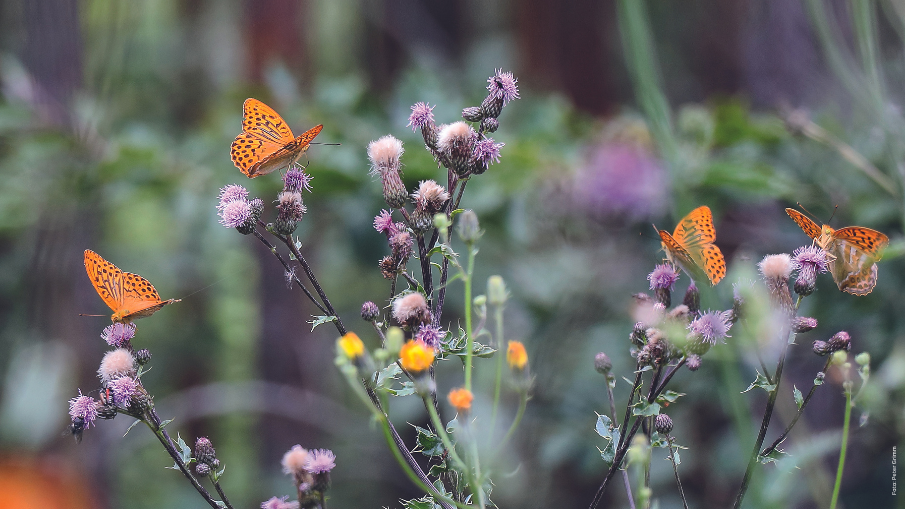 Schmetterlinge auf einer Blume; ein Bild aus dem Buch "Streifzug durch den Garten".